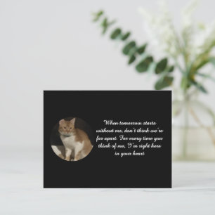 Katzenfoto Name Text Katzenverlust Sympathie Karte
