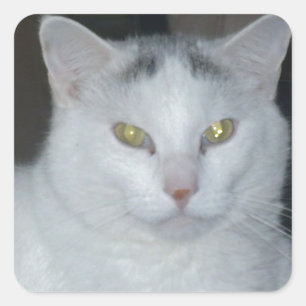 Katzengedanken Weiße Katze Quadratischer Aufkleber