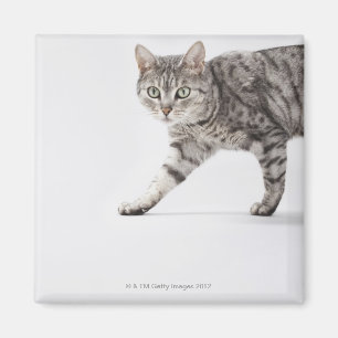 Katzengehen Magnet