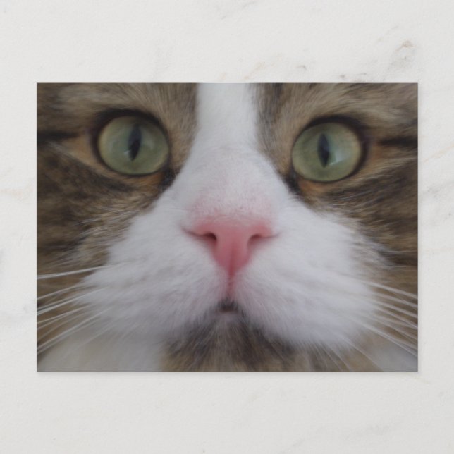 Katzengesicht auf der Postkarte (Vorderseite)