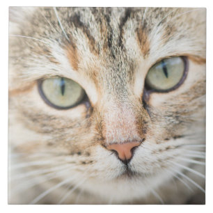 Katzengesicht Fliese