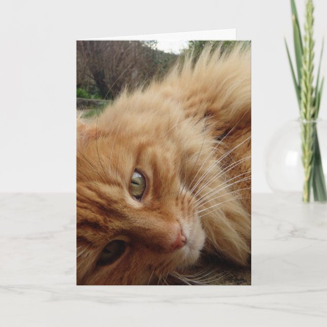 Katzengesicht Karte (Vorderseite)