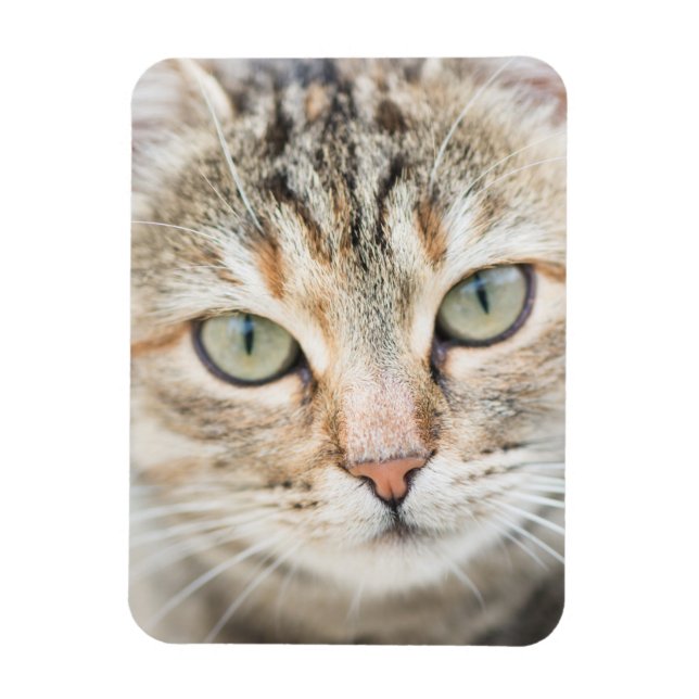 Katzengesicht Magnet (Vertikal)