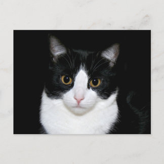 Katzengesicht Postkarte