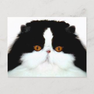 Katzengesicht Postkarte