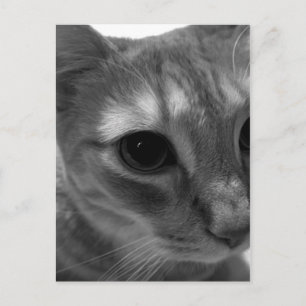 Katzengesicht Postkarten schließen