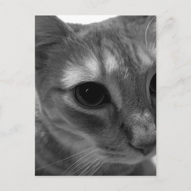 Katzengesicht Postkarten schließen (Vorderseite)