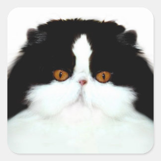Katzengesicht Quadratischer Aufkleber