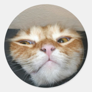 Katzengesicht Runder Aufkleber
