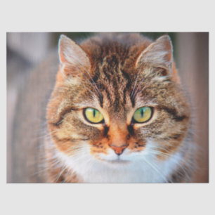 Katzengesichtspapier Seidenpapier