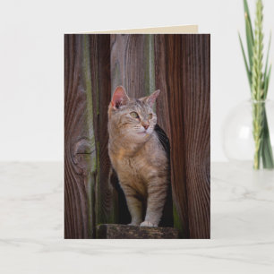 Katzengrüßkarte ansehen karte