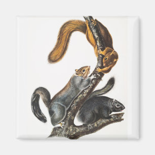 Katzenhörnchen (Sciurus cinereus) Illustration Magnet
