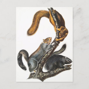 Katzenhörnchen (Sciurus cinereus) Illustration Postkarte