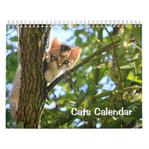 Katzenkalender 2023 kalender