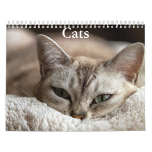 Katzenkalender Kalender
