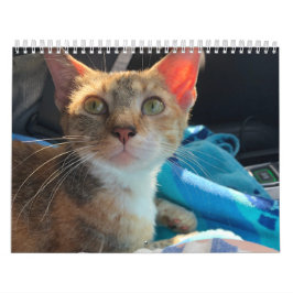 Katzenkalender Kalender