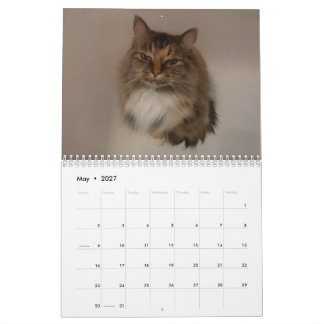 Katzenkalender Kalender