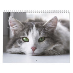 Katzenkalender Kalender