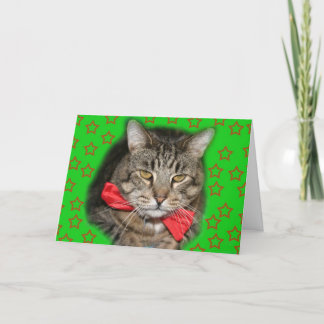 Katzenkarte Karte