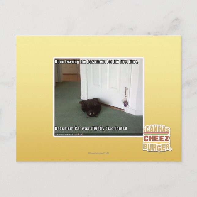 Katzenkatze, leicht desorientiert postkarte (Vorderseite)