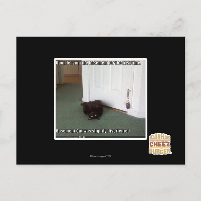 Katzenkatze, leicht desorientiert postkarte (Vorderseite)