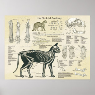 Katzenkelettanatomie Poster