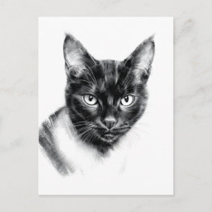 Katzenkohle Postkarte