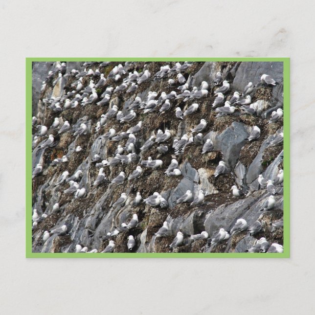 Kätzenkolonie Postkarte (Vorderseite)