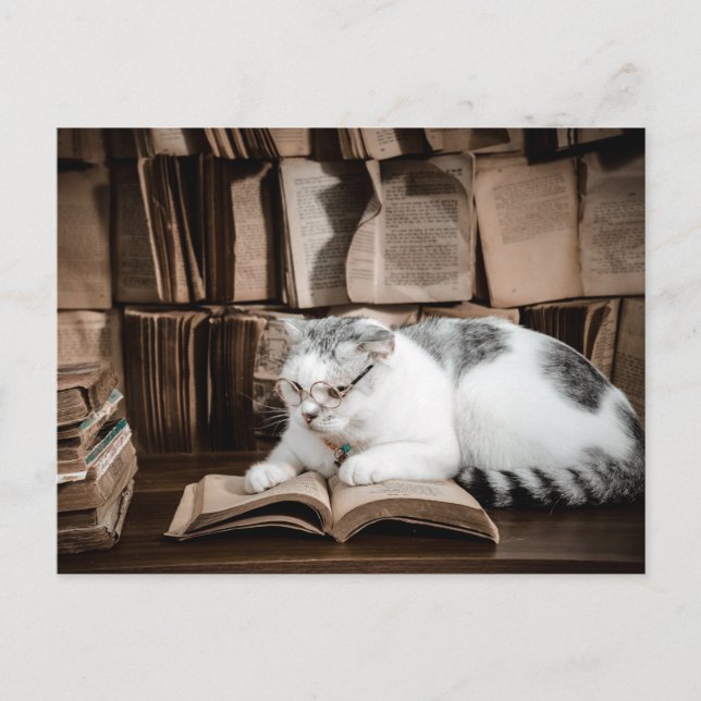 Katzenlesen in Brille Postüberqueren Postkarte (Vorderseite)