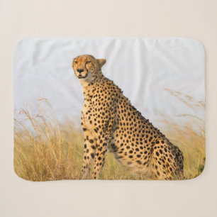 Katzenliebhaber Gepard Foto Sherpadecke