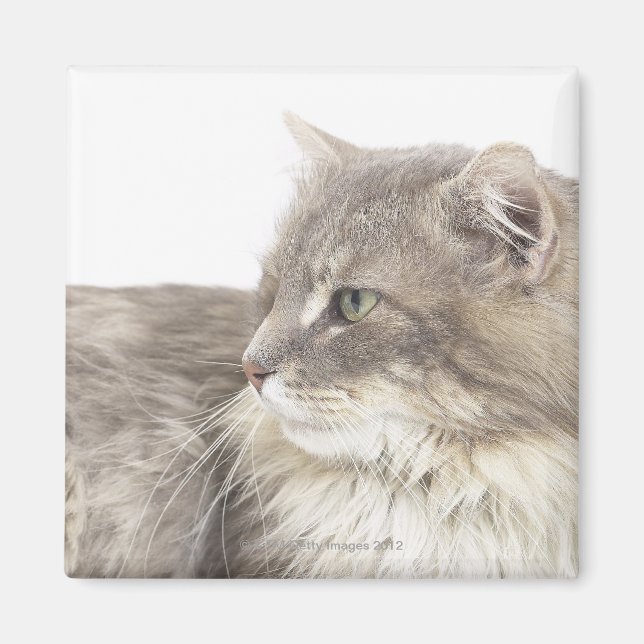 Katzenliegen Magnet (Vorne)