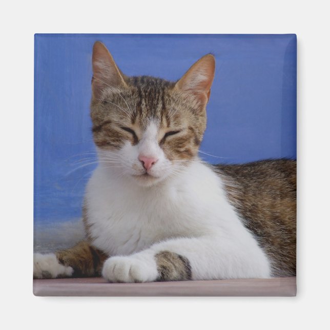 Katzenmagnete Magnet (Vorne)