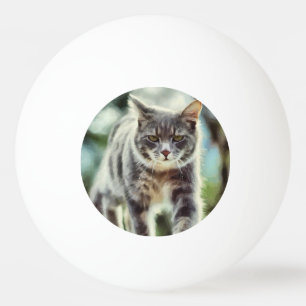 Katzenmalerei Tischtennisball