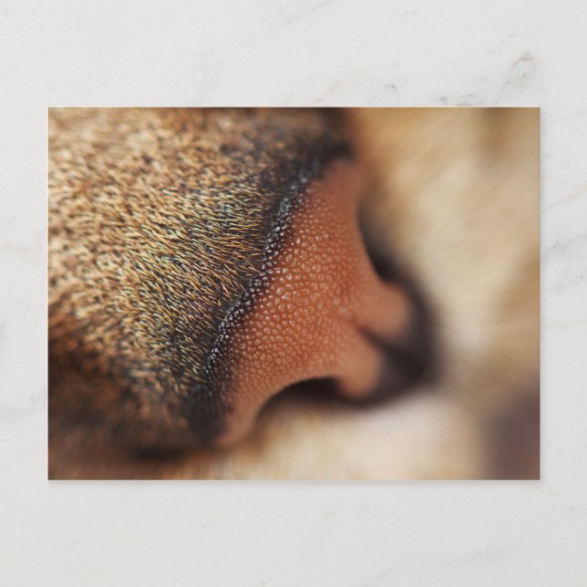 Katzennase Postkarte (Vorderseite)