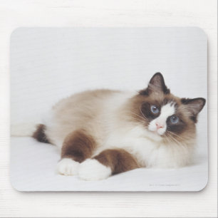 Katzenneuerung Mousepad