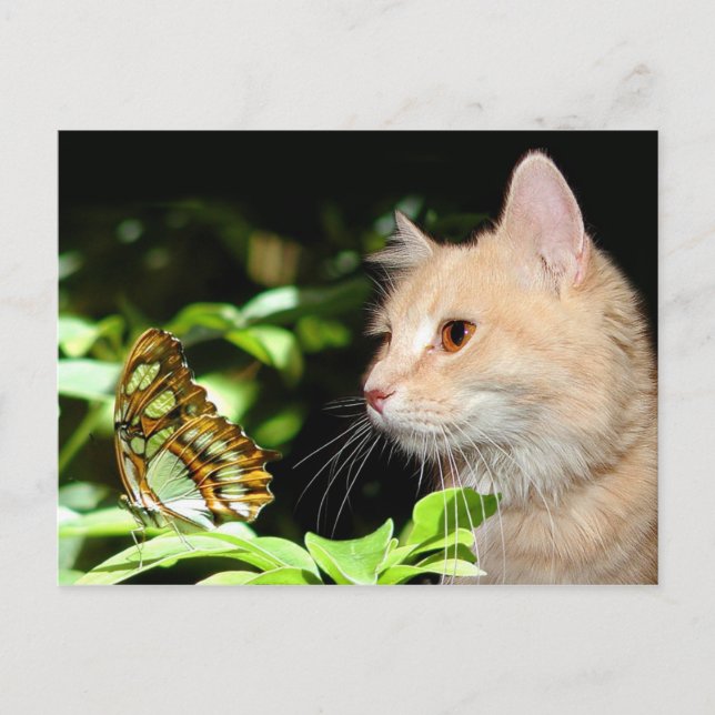 Katzenneugierigkeit Postkarte (Vorderseite)