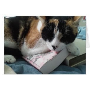 KatzenNickerchen