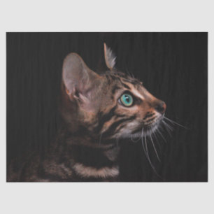 Katzenpapier Seidenpapier