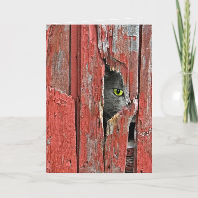 Katzenpinkeln in Hausschuhen Karte (Vorderseite)