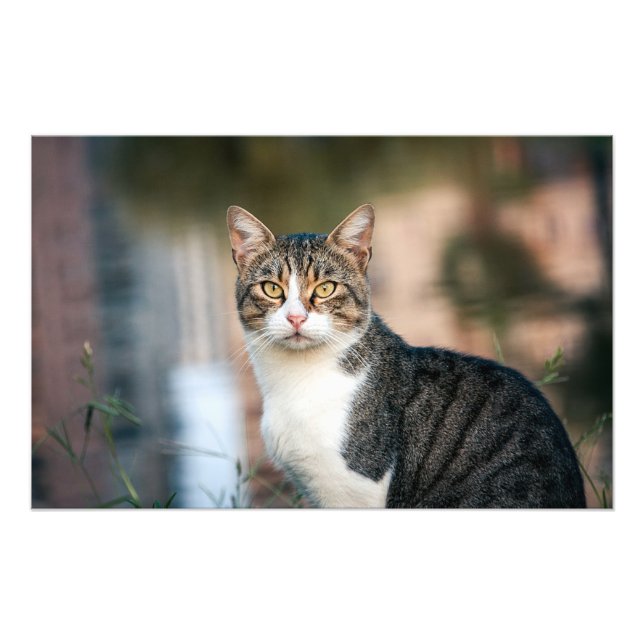 Katzenportrait Fotodruck (Vorne)
