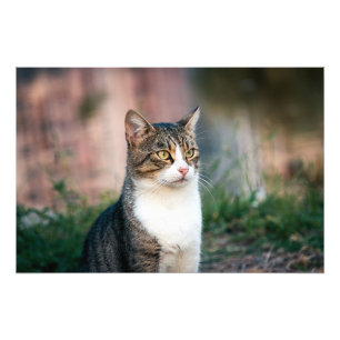 Katzenportrait Fotodruck