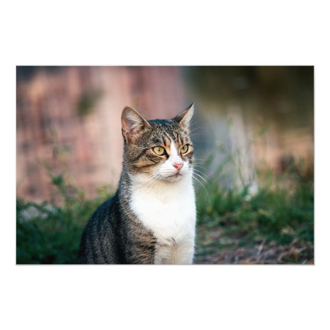Katzenportrait Fotodruck (Vorne)