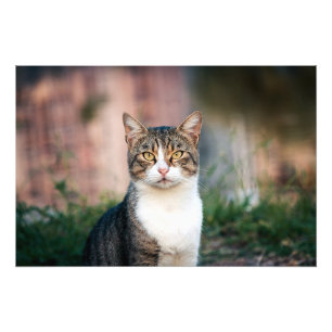 Katzenportrait Fotodruck