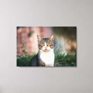 Katzenportrait Leinwanddruck