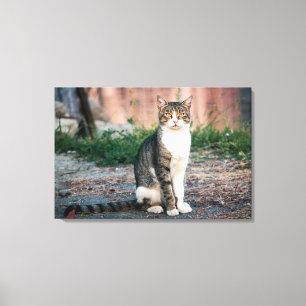 Katzenportrait Leinwanddruck