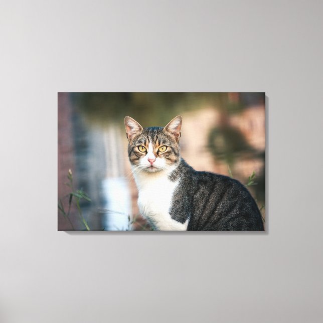Katzenportrait Leinwanddruck (Vorderseite)