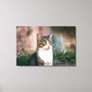 Katzenportrait Leinwanddruck