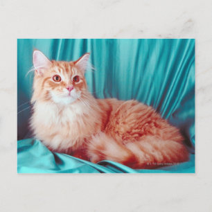 Katzenportrait Postkarte