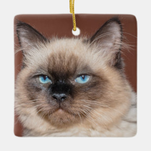 Katzenporzellanschmuck Keramikornament