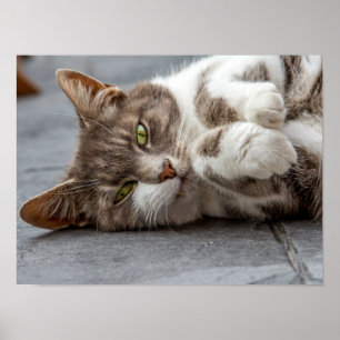 Katzenposter/Druck Poster